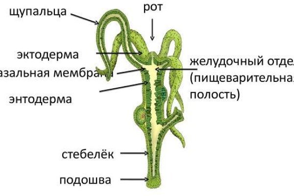 Mega ссылка для тору