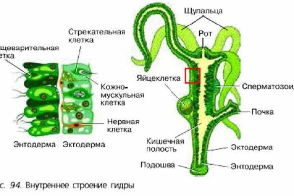 Ссылка на kraken онион kraken6.at kraken7.at kraken8.at